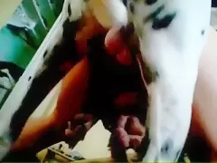 Cachorro fodendo buceta de uma lésbica que estava transando