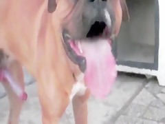 Cachorro comendo a bunda do viado efeminado virgem