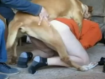 Cachorro filhote aprendendo comer uma mulher novinha