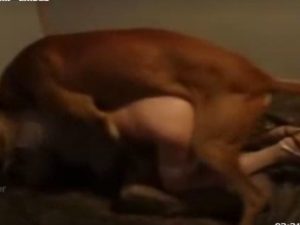 Cachorro metendo com morena gostosa e marido vazou vídeo