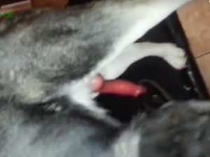 Loirinha gostosa dando a bucetinha pro cachorro